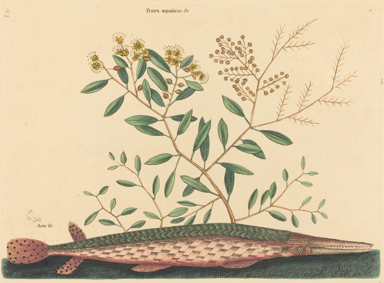 A zöld gar hal (Esox osseus) alkotó: Mark Catesby