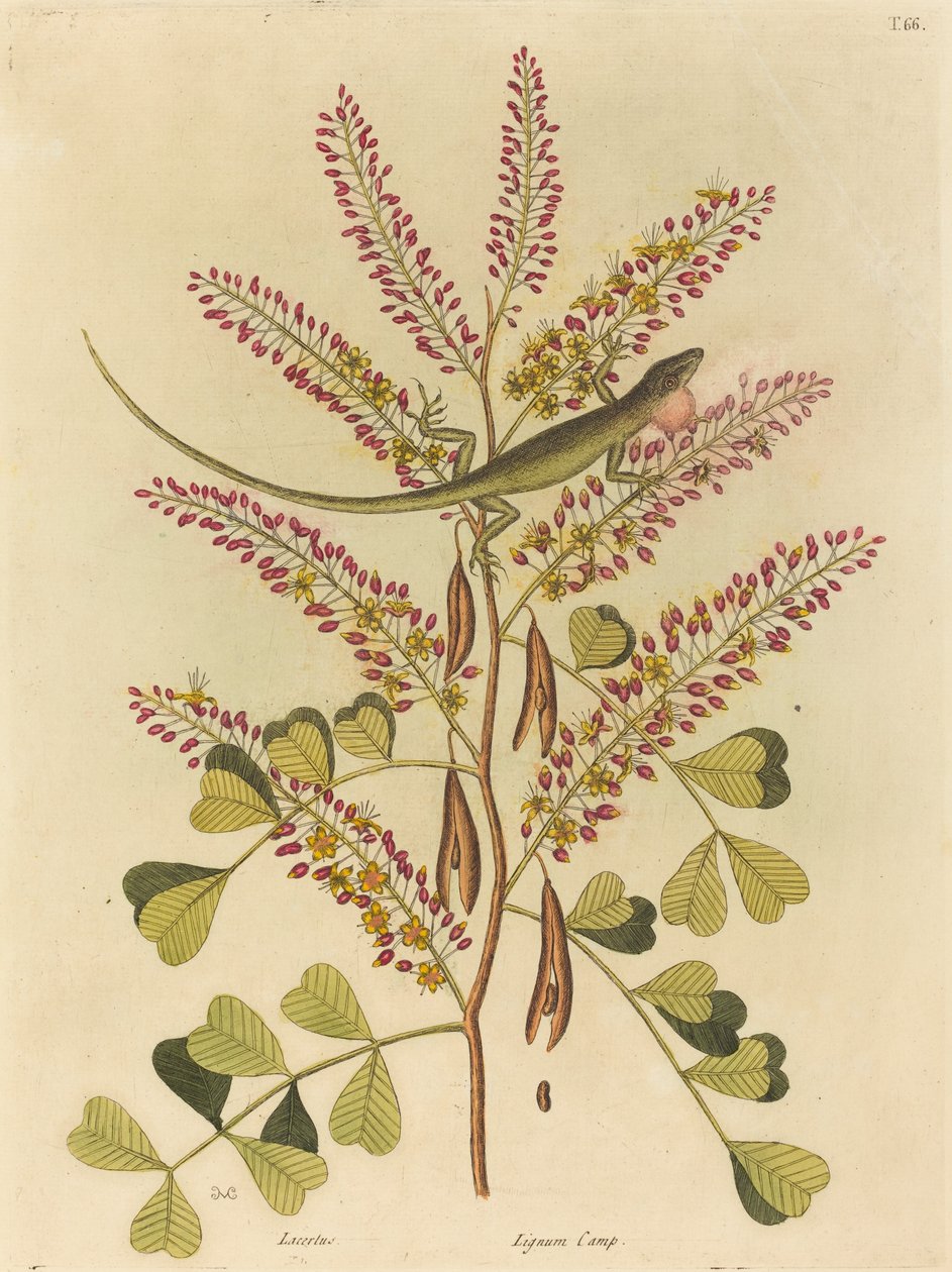 A jamaicai zöld gyík (Lacerta bullaris) alkotó: Mark Catesby