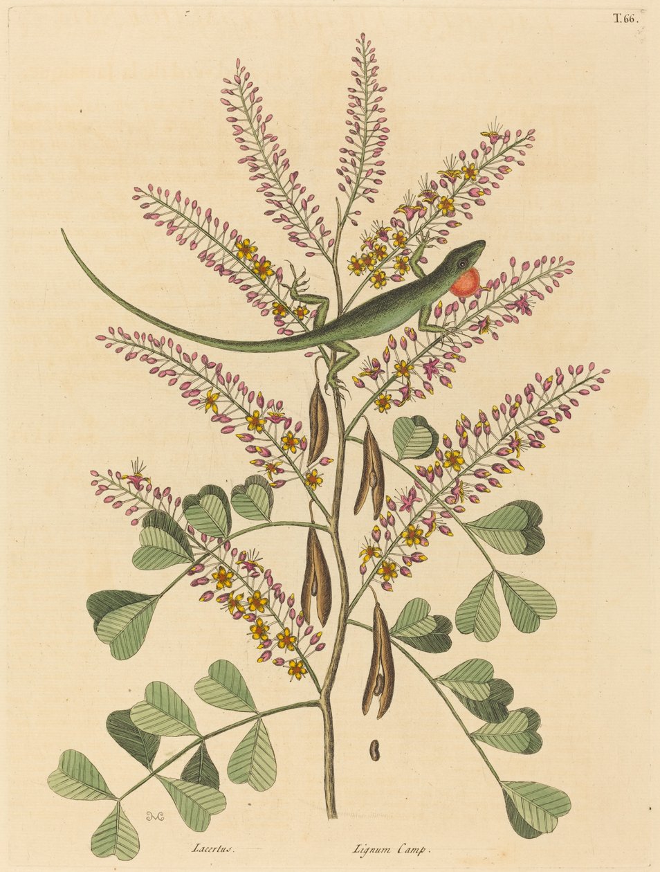 A jamaicai zöld gyík (Lacerta bullaris) alkotó: Mark Catesby