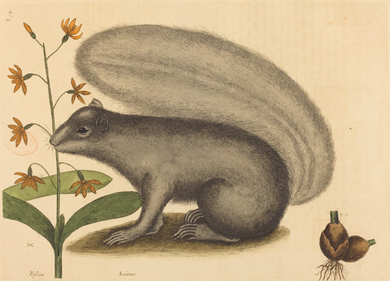 A szürke róka mókus (Sciurus cinereus) alkotó: Mark Catesby