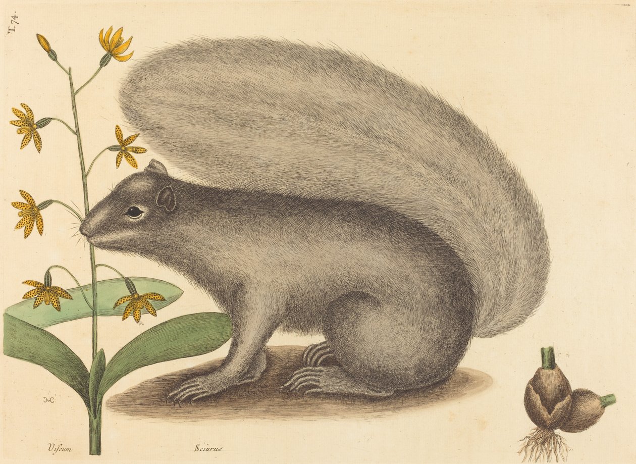 A szürke róka mókus (Sciurus cinereus) alkotó: Mark Catesby