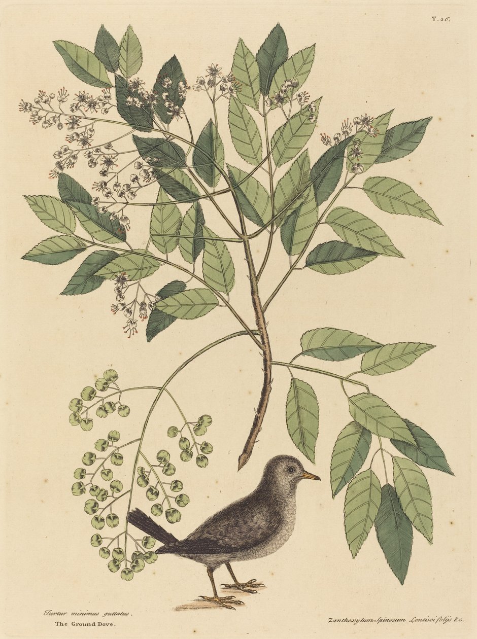Talajgalamb (Columba passerina) alkotó: Mark Catesby