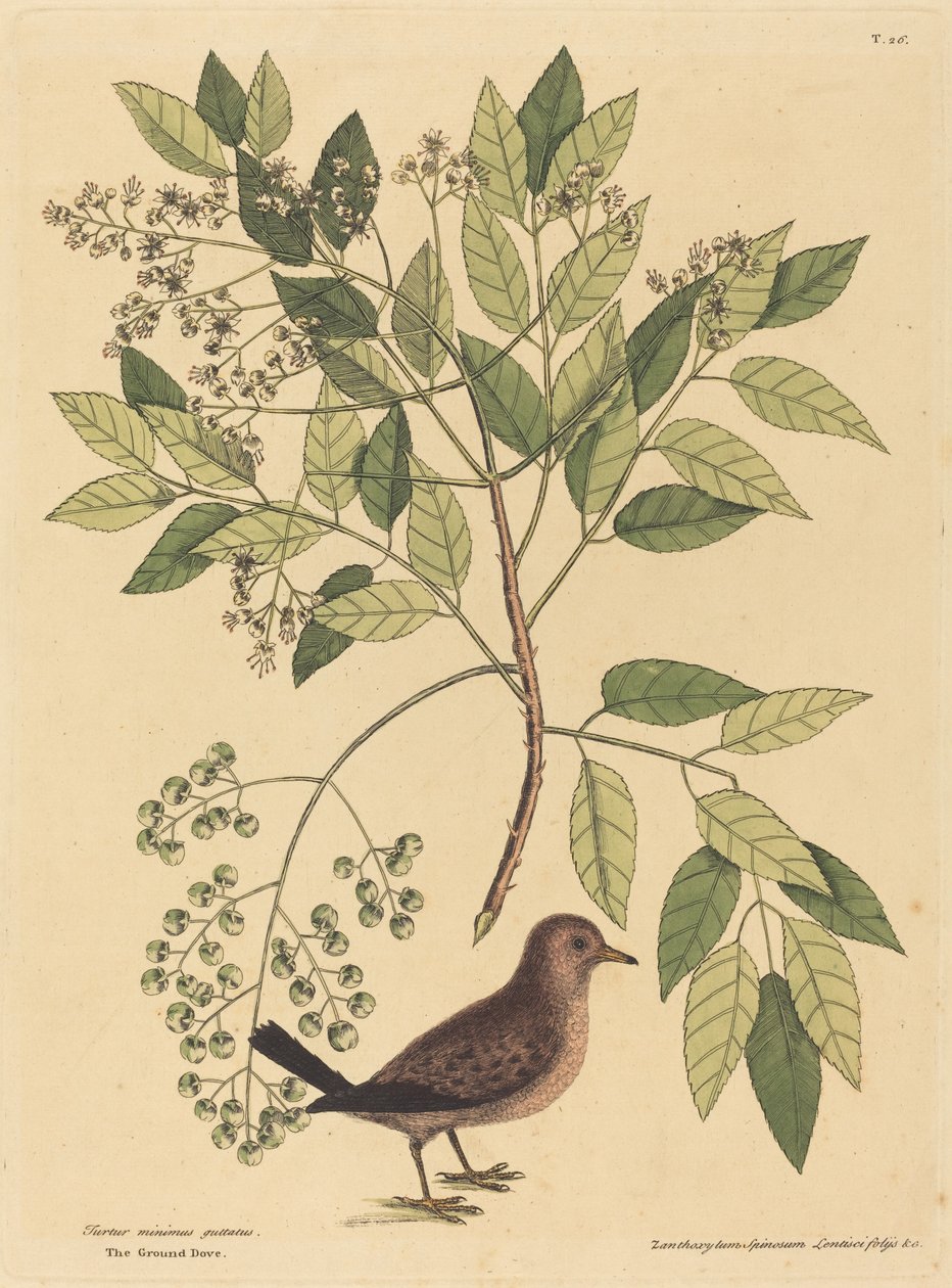 Talajgalamb (Columba passerina) alkotó: Mark Catesby