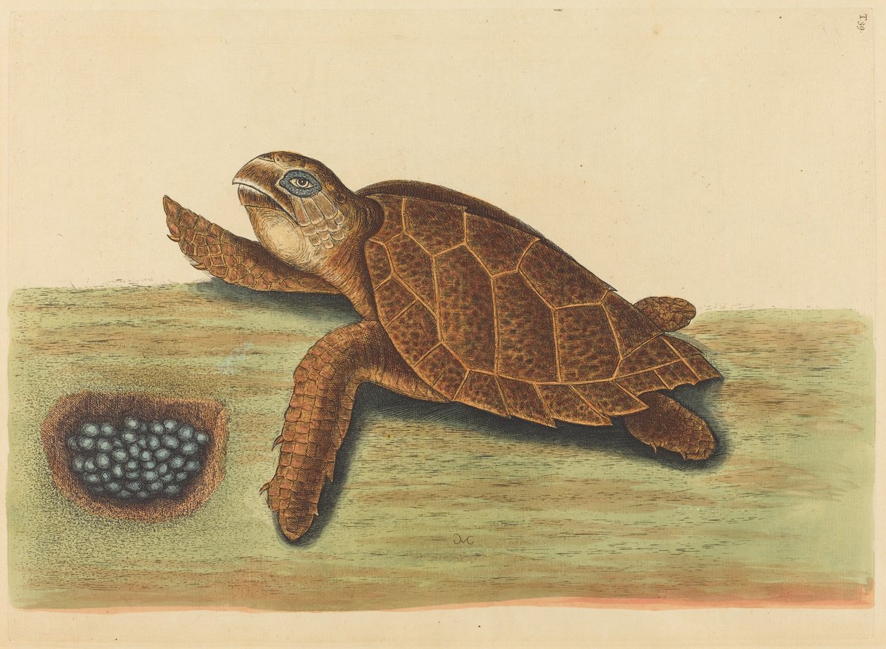 A Hawks-csőrteknős (Testudo caretta) alkotó: Mark Catesby