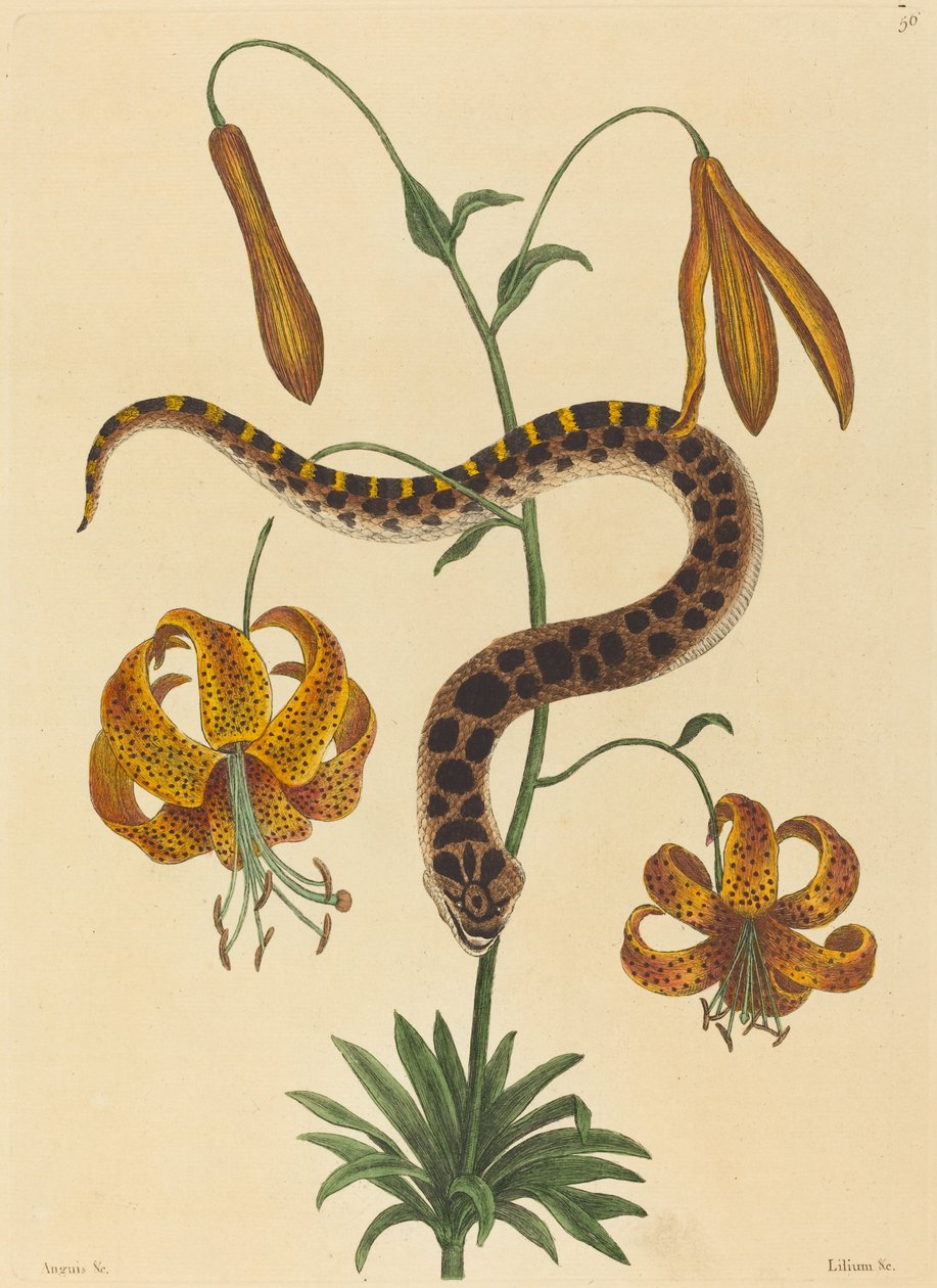 A disznóorrú kígyó (Boa contortrix) alkotó: Mark Catesby