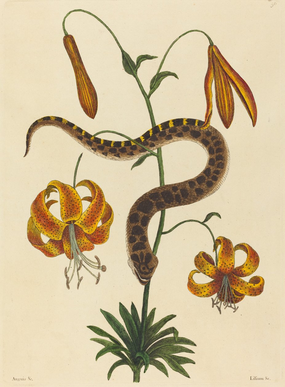The Hog-noose Snake Boa contortrix, megjelent 1731-1743. alkotó: Mark Catesby