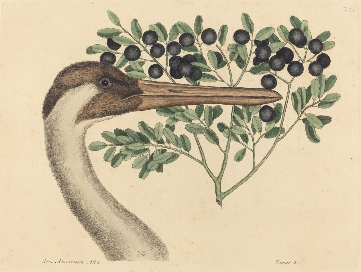 A karikás daru (Ardea Americana) alkotó: Mark Catesby