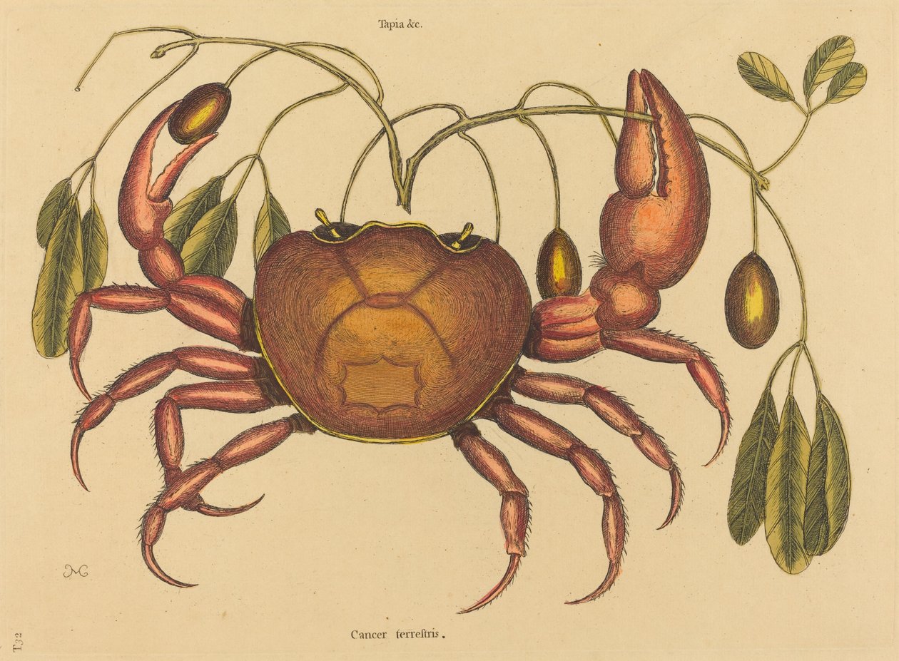 A Land-crab Cancer ruricola, 1731-1743. alkotó: Mark Catesby