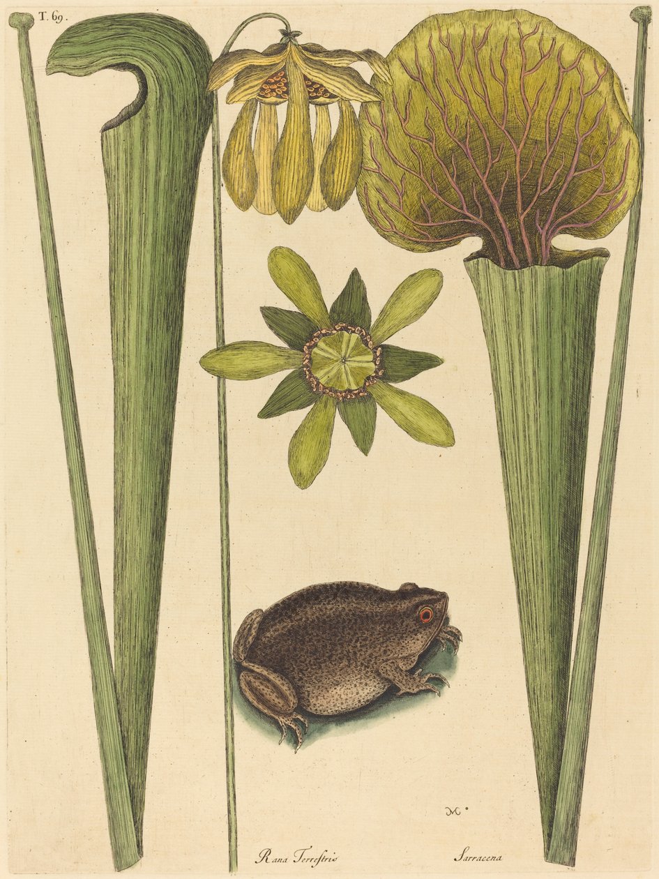 A szárazföldi béka (Rana) alkotó: Mark Catesby