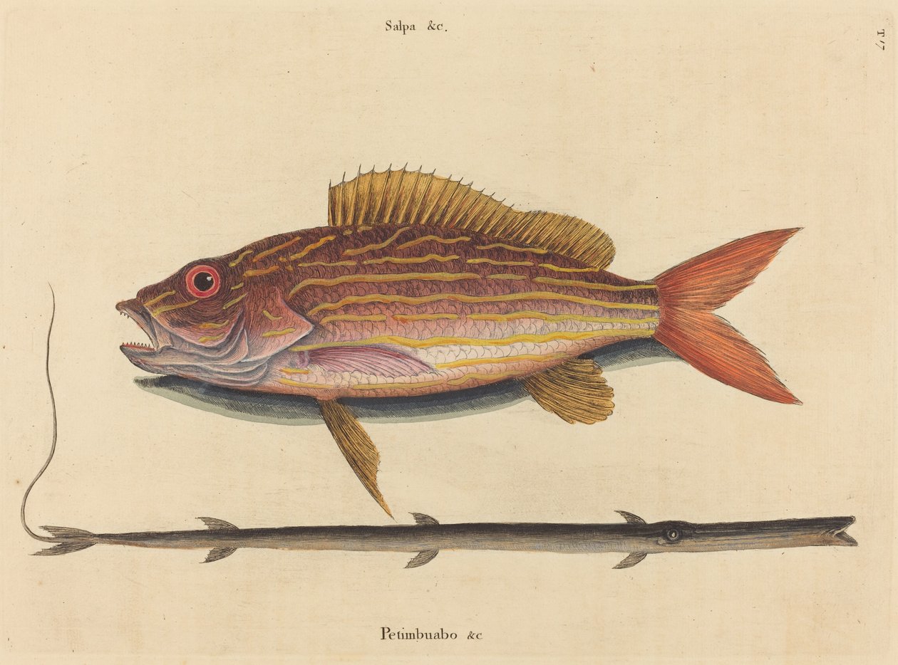 A Lane-snapper Sparus synagris, 1731-1743 között. alkotó: Mark Catesby