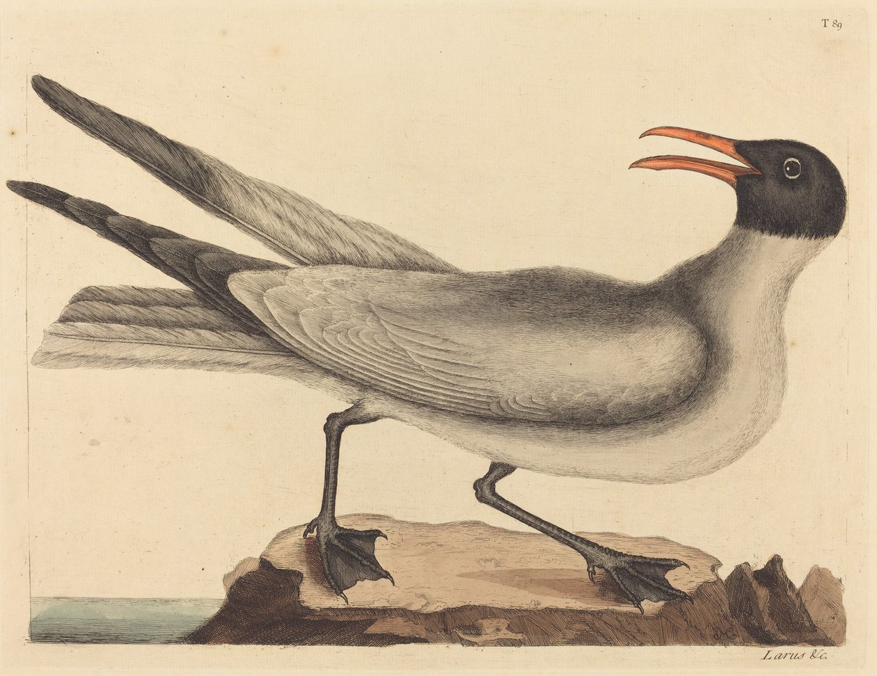 A nevető sirály (Larus articilla) alkotó: Mark Catesby