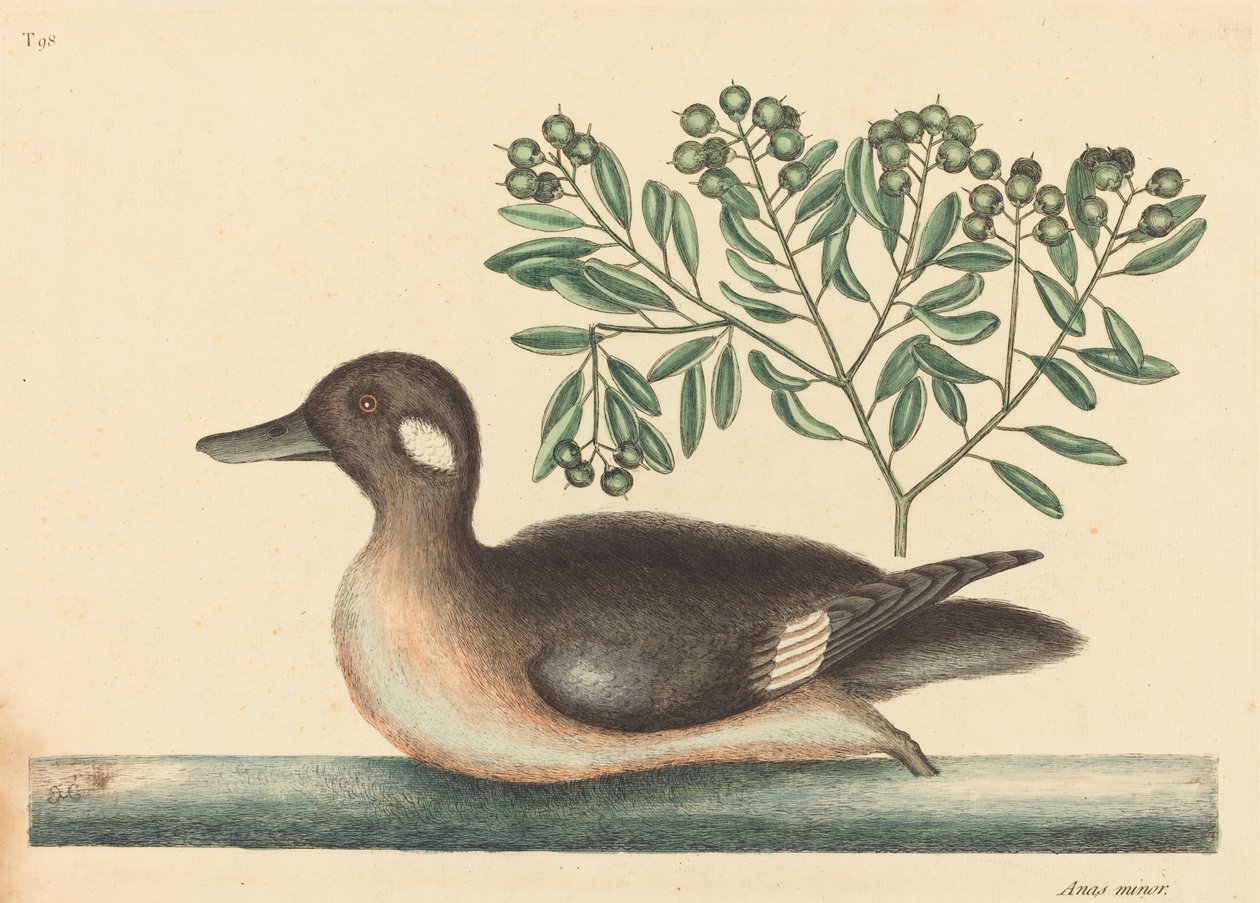 A kis barna kacsa Anas rustica, 1754-ben megjelent. alkotó: Mark Catesby