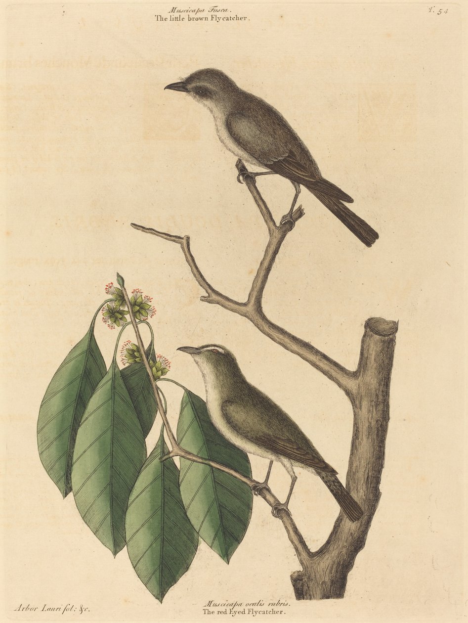 A kis barna légykapó alkotó: Mark Catesby