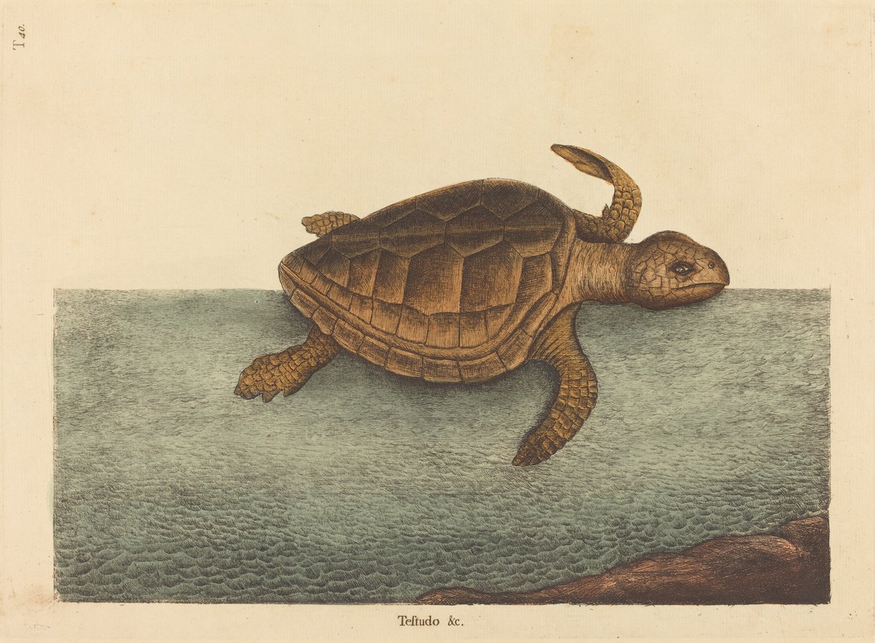 A favágófejű teknős (Testudo Cavanna) alkotó: Mark Catesby