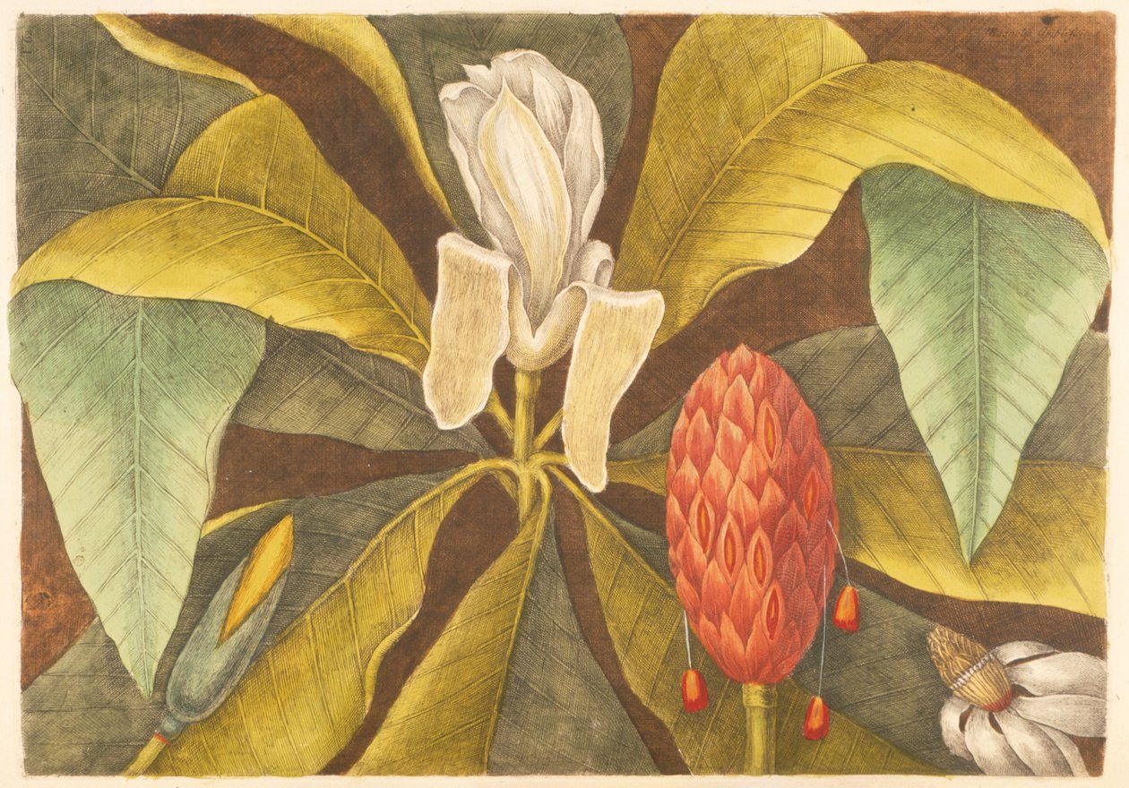 A Magnolia, 68. tábla, vol. 1 a „Carolina, Florida és a Bahamák természettörténetéből” alkotó: Mark Catesby
