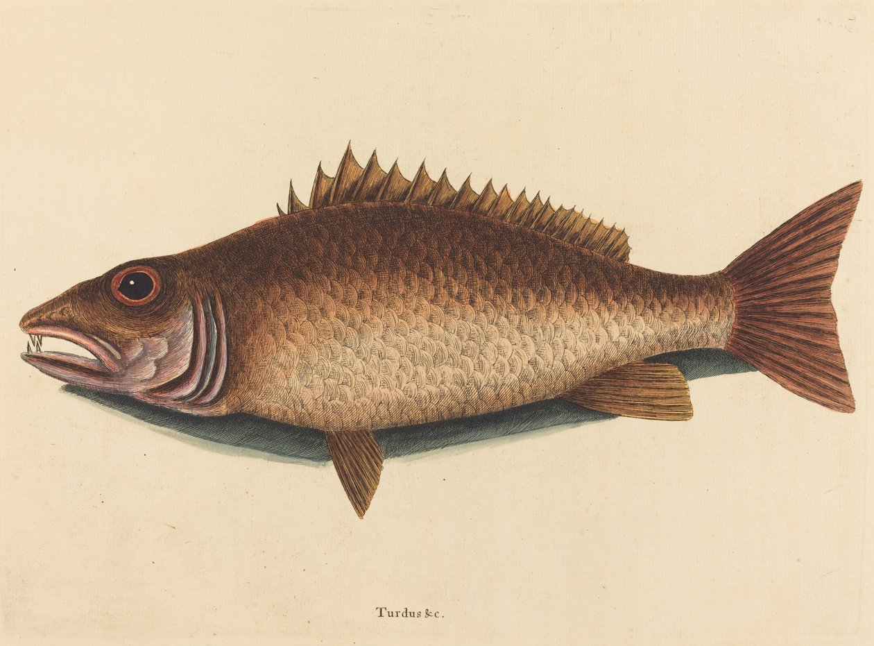 Mangrove Snapper (Labrus griseus) alkotó: Mark Catesby