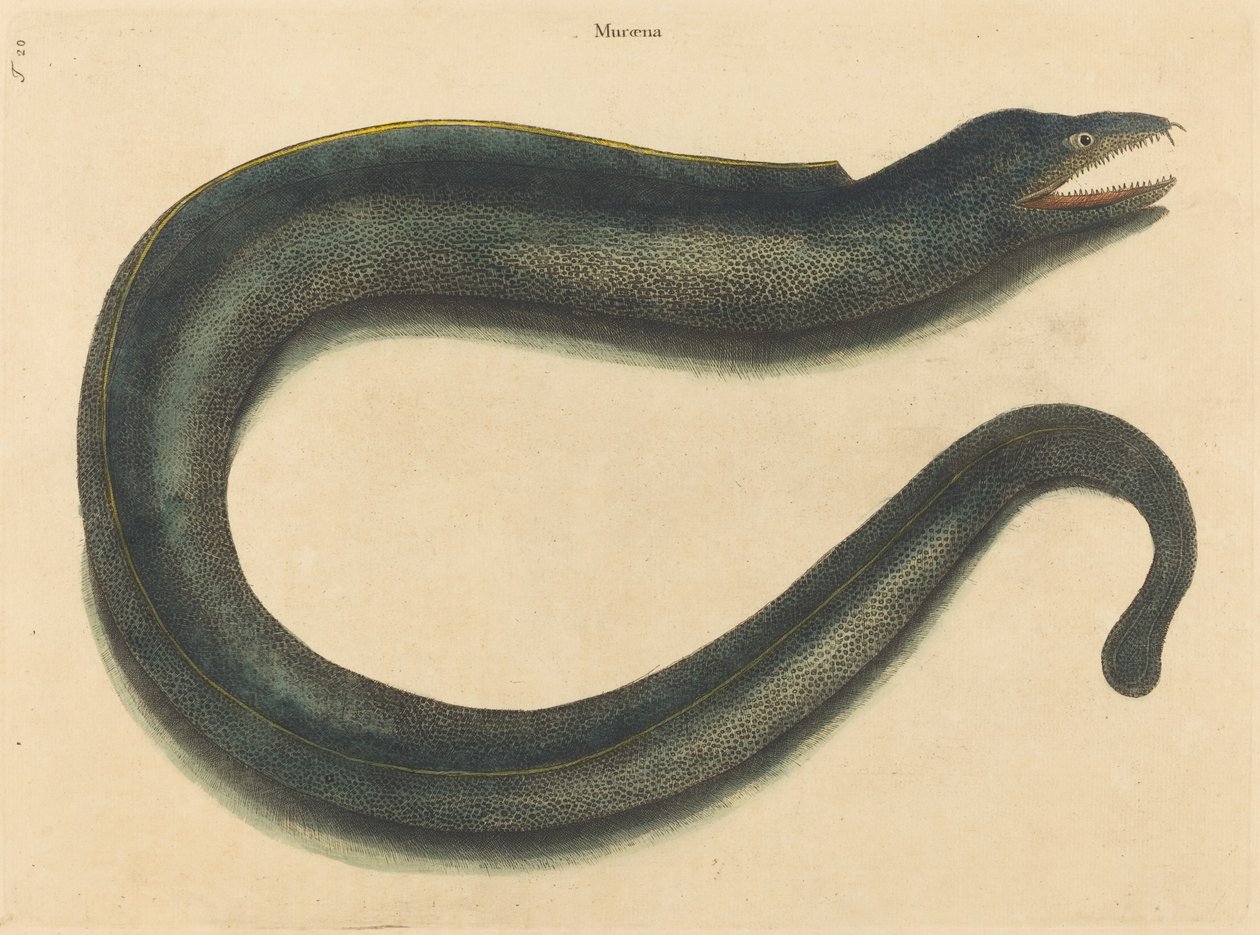 A Muray Muraena Hell, 1731-1731 alkotó: Mark Catesby