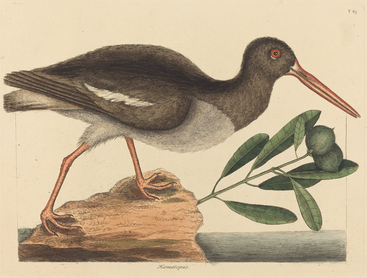 A laskagomba (Haematopus ostralegus) alkotó: Mark Catesby