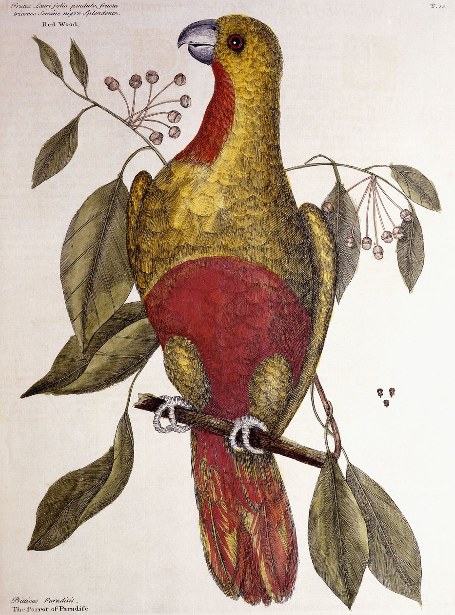 A paradicsomi papagáj, 1771 alkotó: Mark Catesby