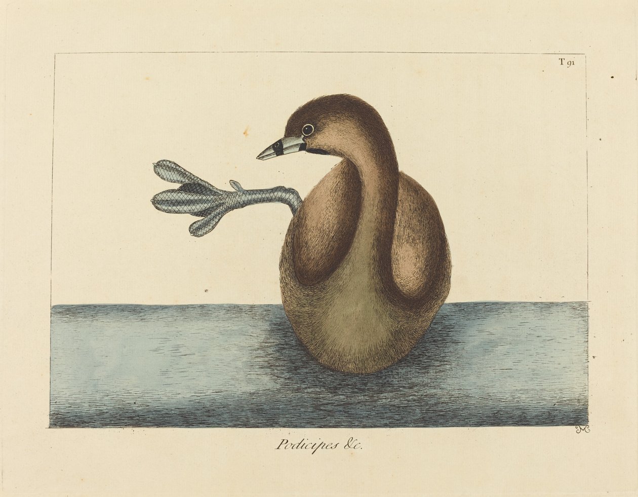 A köröscsőrű Dobchick (Colymbus podiceps) alkotó: Mark Catesby