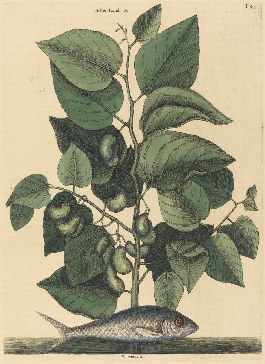 The Pilchard (Argentína Carolina) alkotó: Mark Catesby