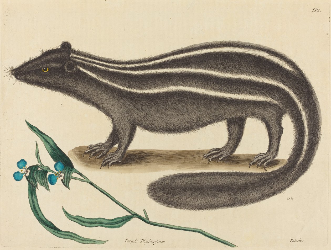 A lengyel macska (Viverra putorius) alkotó: Mark Catesby