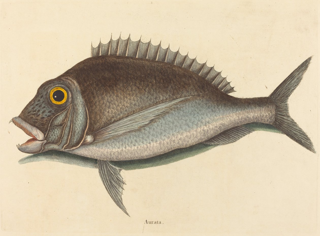 A Porgy Sparus chrysops, 1754-ben megjelent. alkotó: Mark Catesby