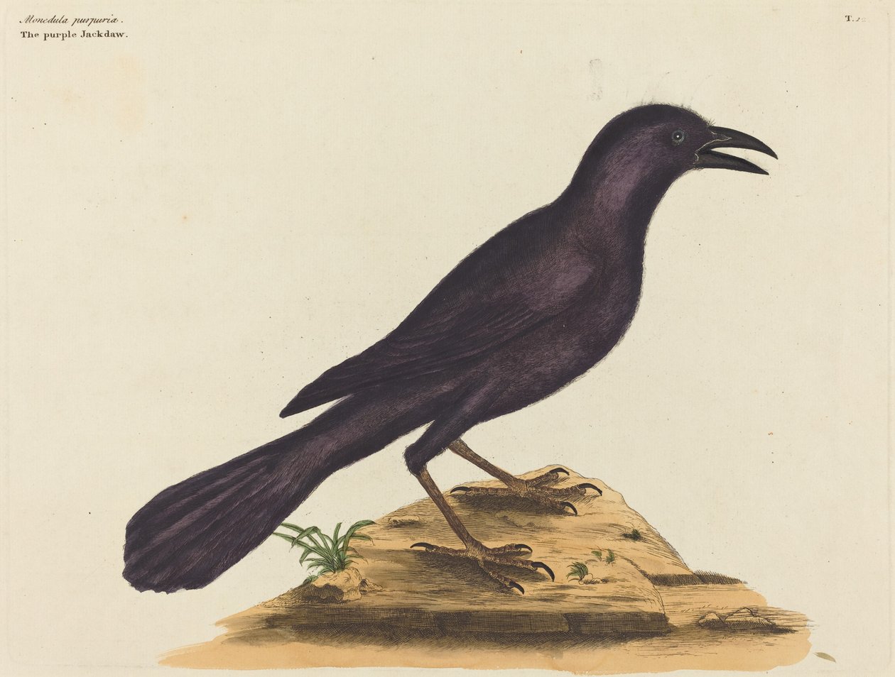 A lila Jack Daw (Gracula Quiscula) alkotó: Mark Catesby