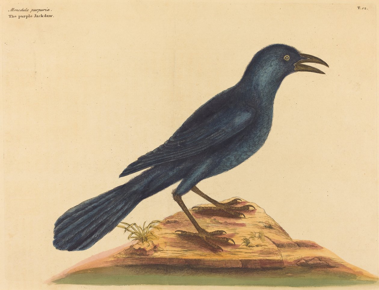 A Purple Jack Daw Gracula Quiscula, 1731-1731 alkotó: Mark Catesby