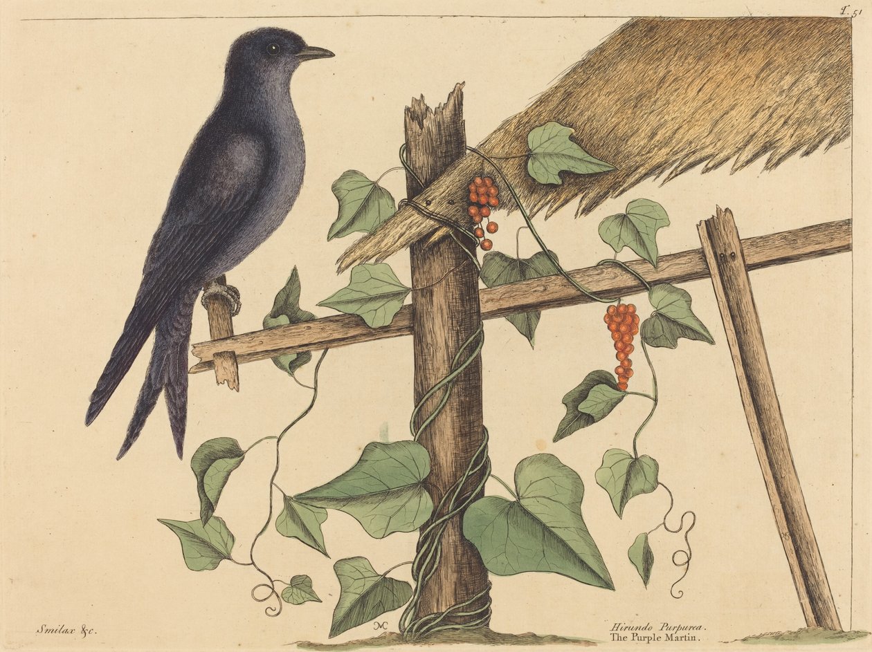 A lila Márton (Purple Martin) alkotó: Mark Catesby