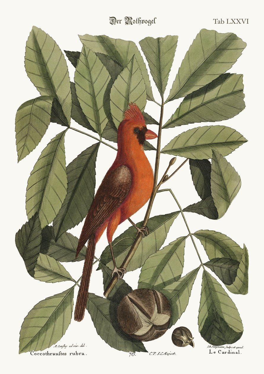 A vörös madár, 1749-73 alkotó: Mark Catesby