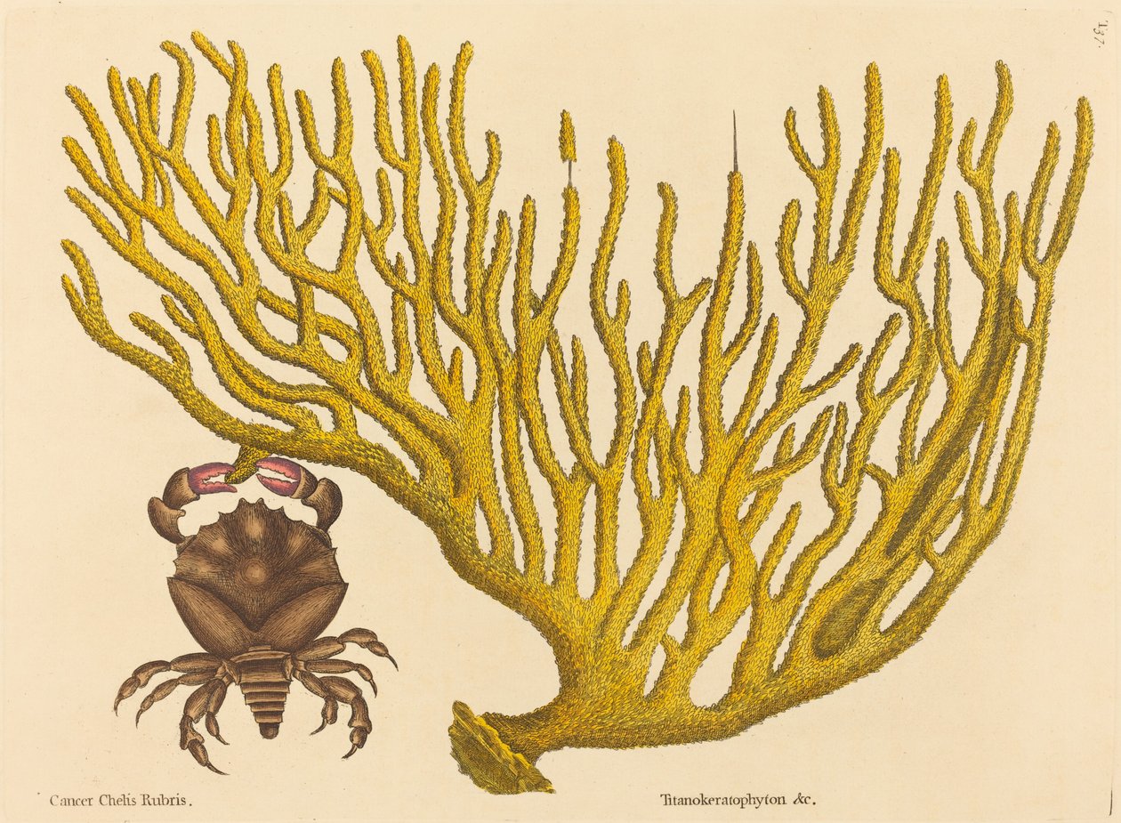 The Red Clawed Crab Cancer erythropus, megjelent 1731-1743. alkotó: Mark Catesby