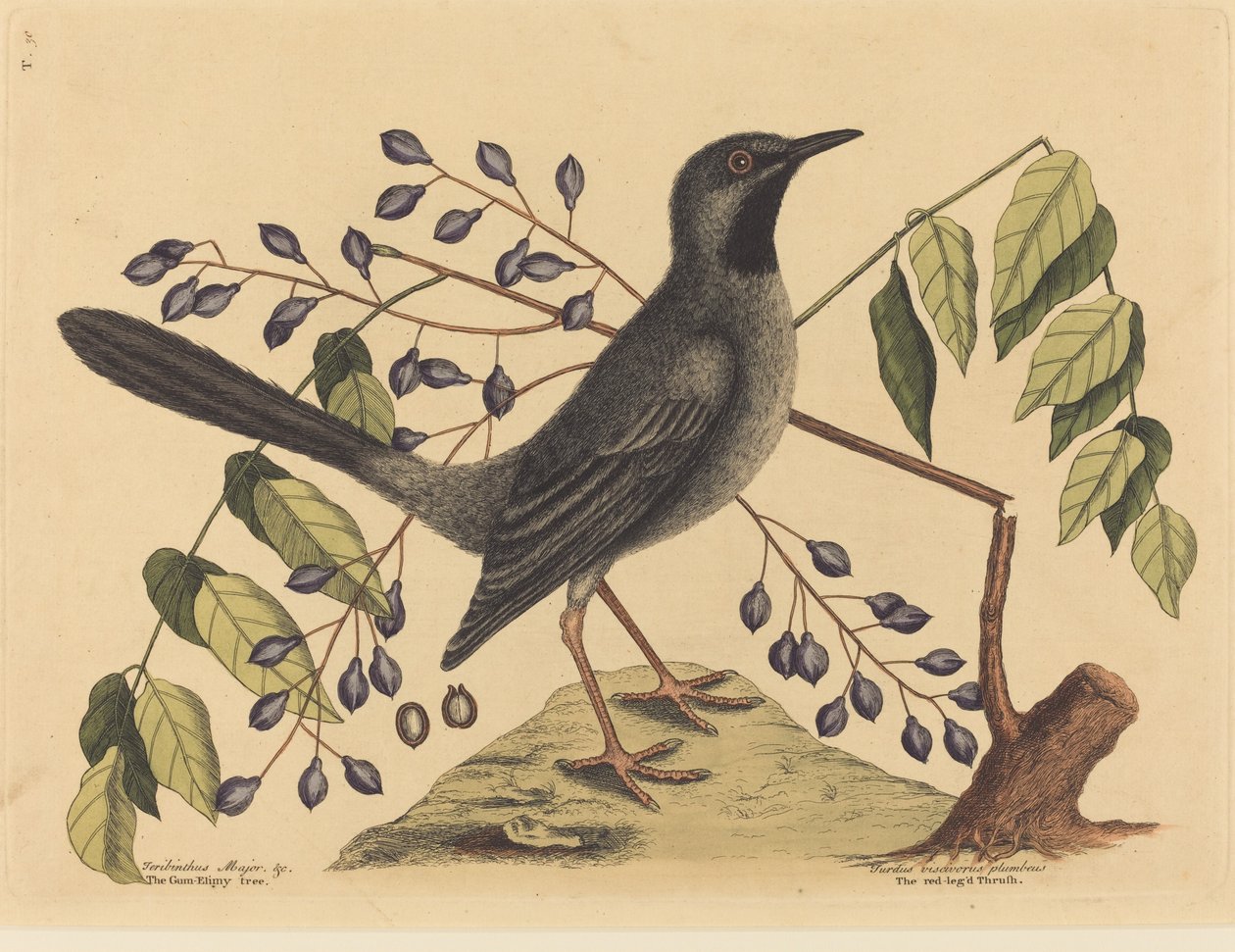 A vörös lábú rigó Turdus plumbeus, 1731-1743. alkotó: Mark Catesby