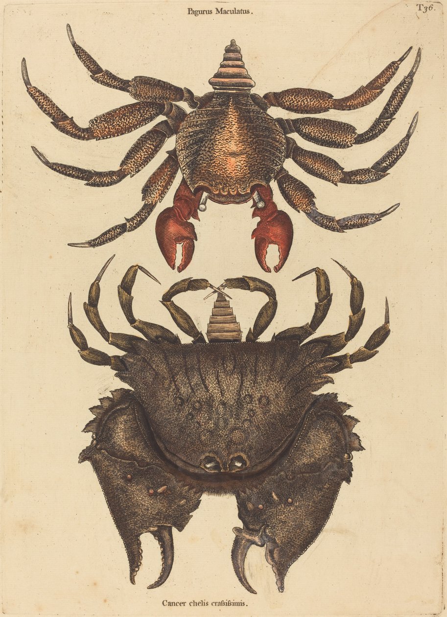 Vörös foltos sziklarák (Cancer grapsus) alkotó: Mark Catesby