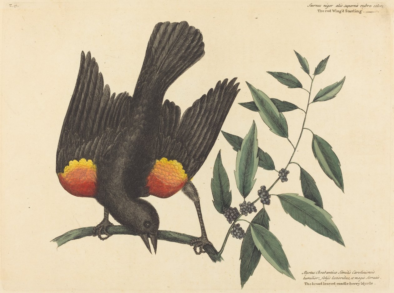 A vörös szárnyas seregély, Oriolus phoeniceus, 1754-ben megjelent. alkotó: Mark Catesby