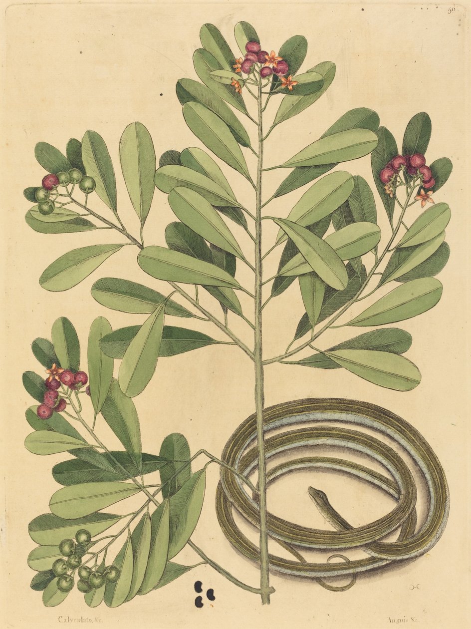 A szalagkígyó (Coluber saurita) alkotó: Mark Catesby