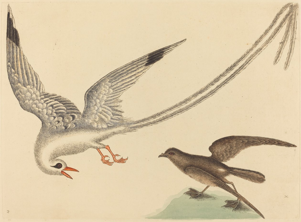 A rizsmadár Emberiza oryzivora, megjelent 1731-1743. alkotó: Mark Catesby