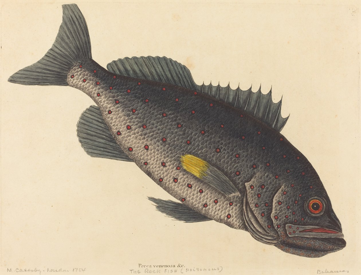 A Perca venenosa sziklahal 1754-ben jelent meg. alkotó: Mark Catesby