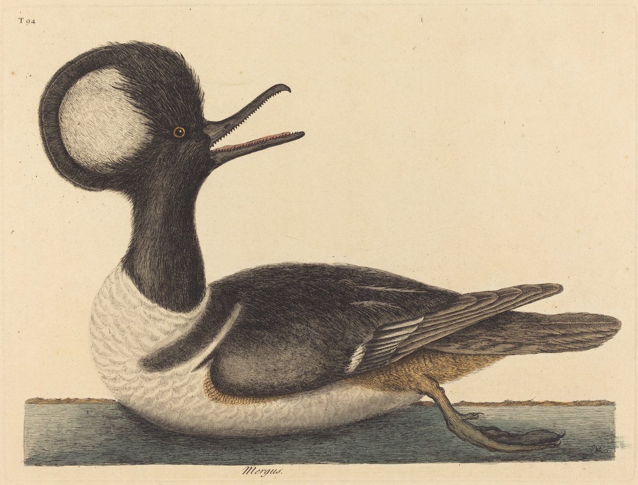 A kerek tarajos kacsa Mergus cucullatus, megjelent 1731-1743. alkotó: Mark Catesby