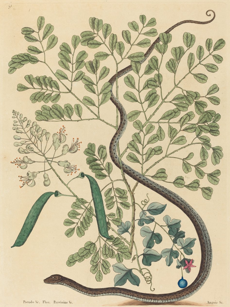 A foltos szalagkígyó (Coluber nebulosus?) alkotó: Mark Catesby