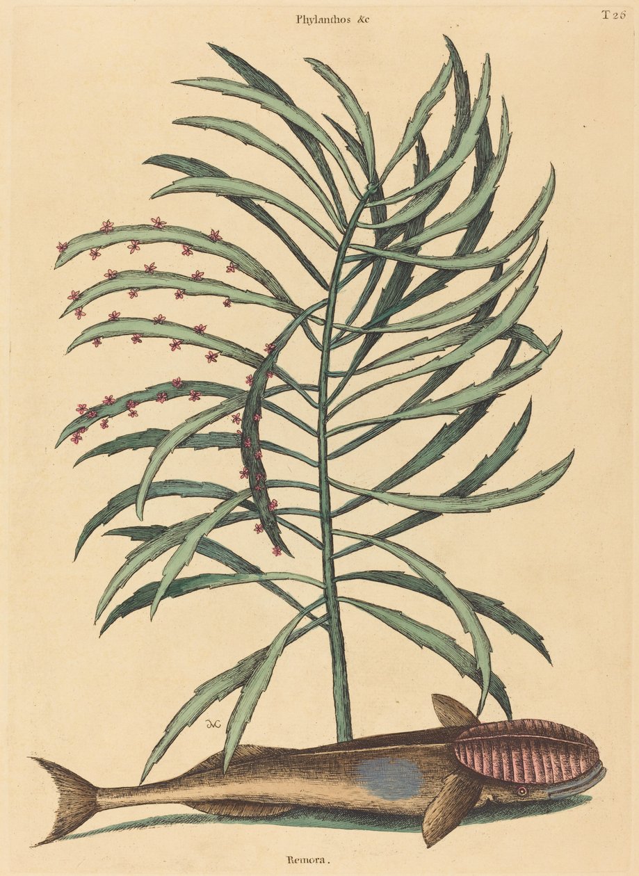 A szívó hal (Echeneis Naucratis) alkotó: Mark Catesby