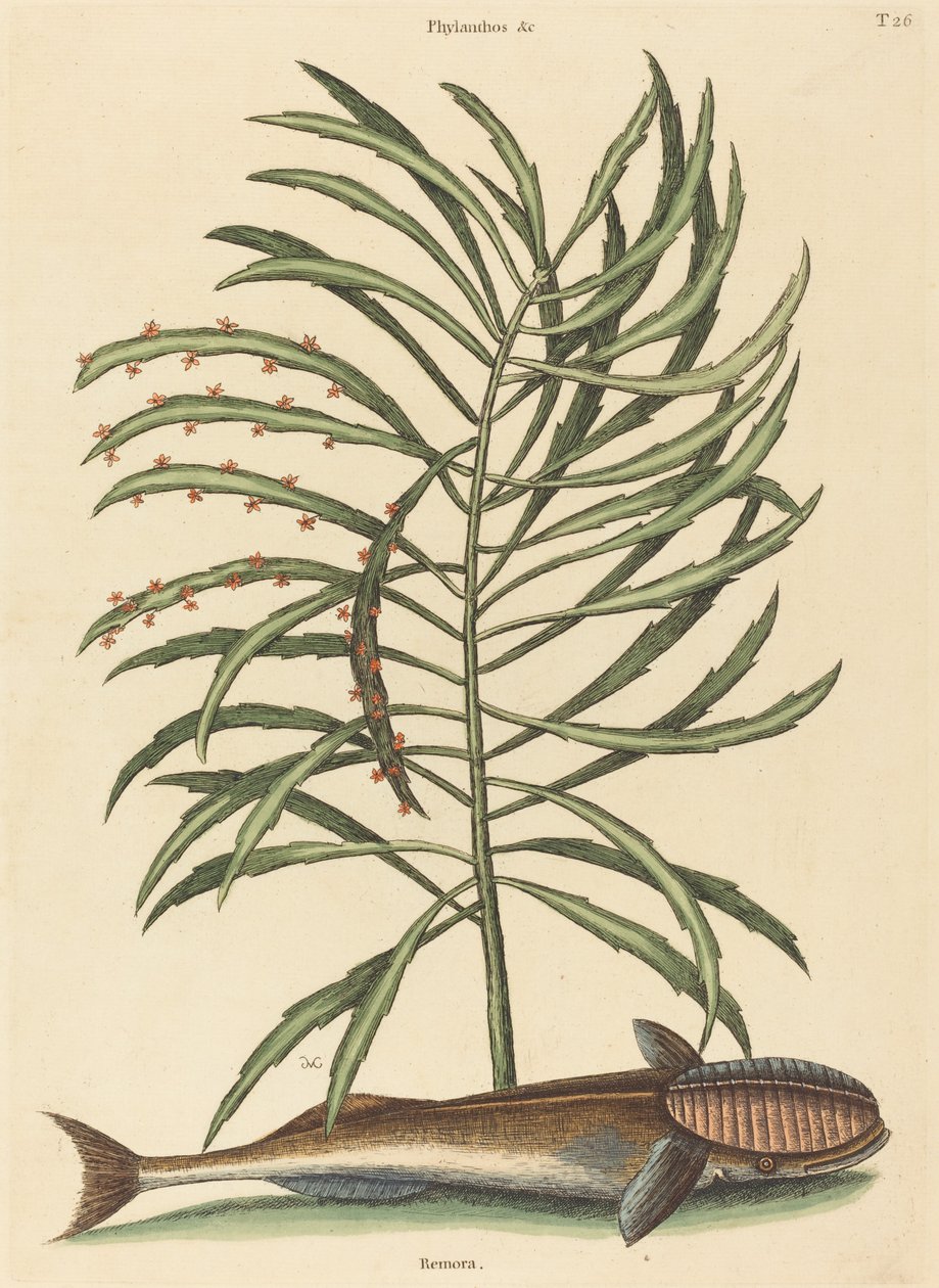 A szívó hal (Echeneis naucratis) alkotó: Mark Catesby