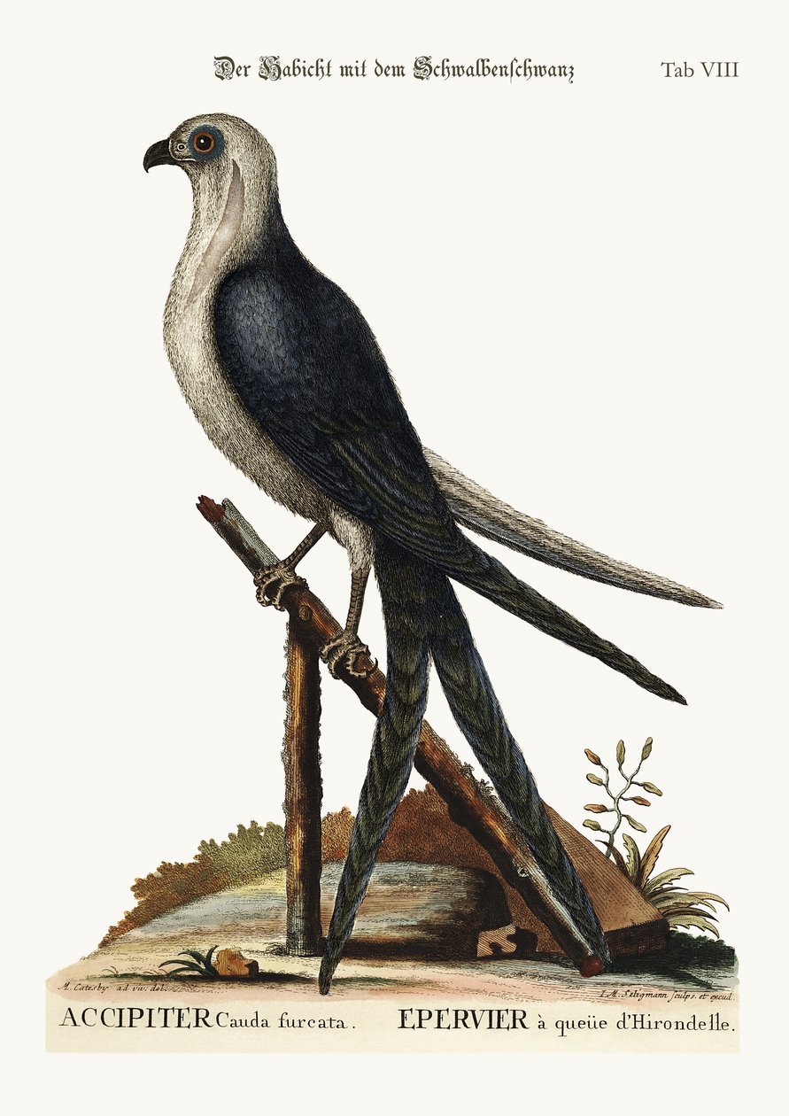A fecskefarkú sólyom, 1749-73 alkotó: Mark Catesby