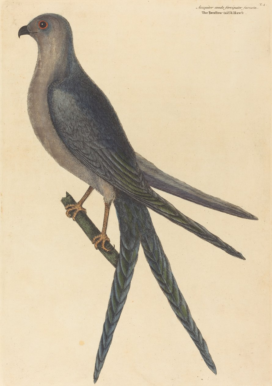 A fecskefarkú sólyom (Falco furcatus) alkotó: Mark Catesby