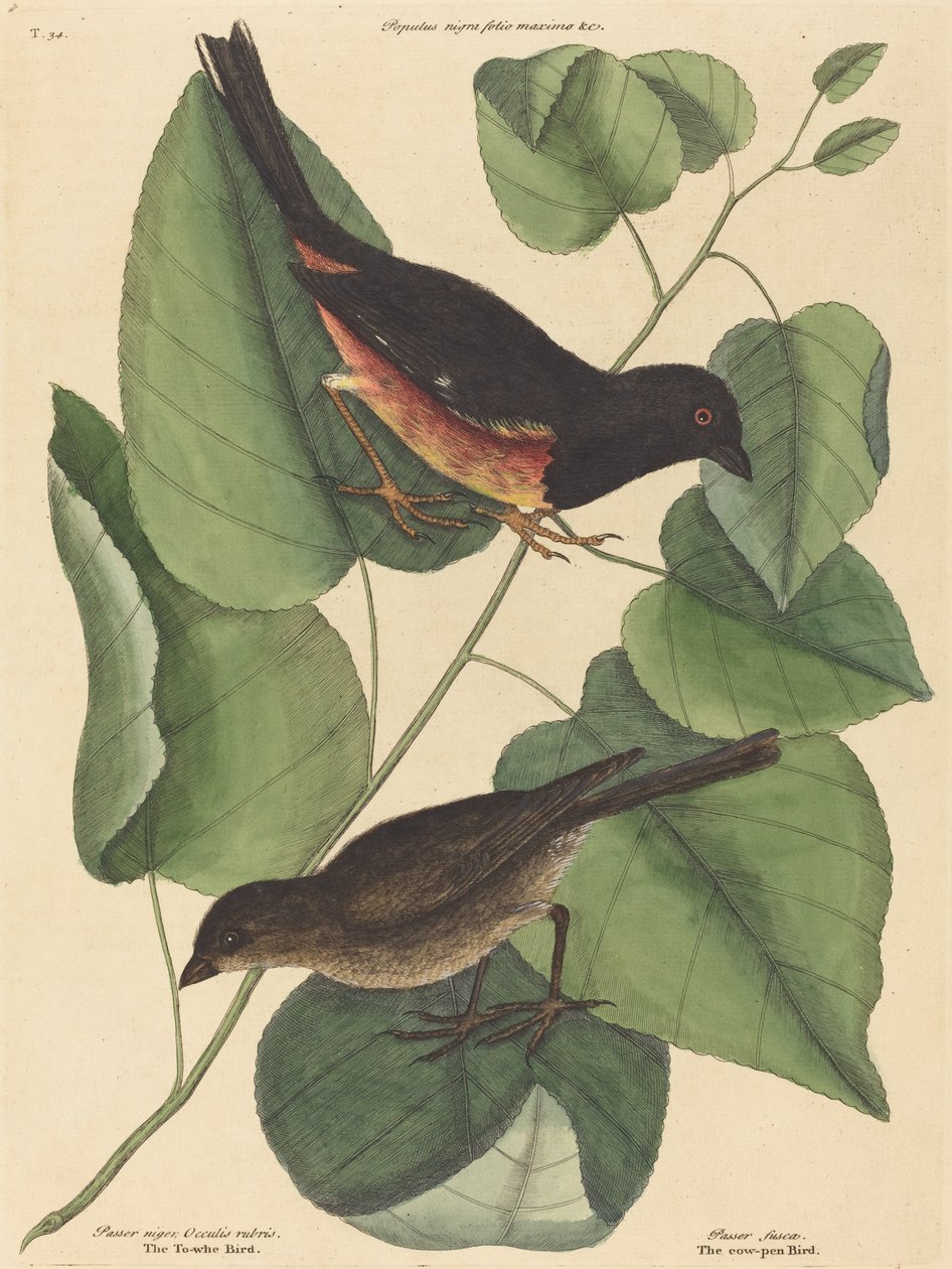 Vontatómadár (Fringilla erythrophthalma) alkotó: Mark Catesby