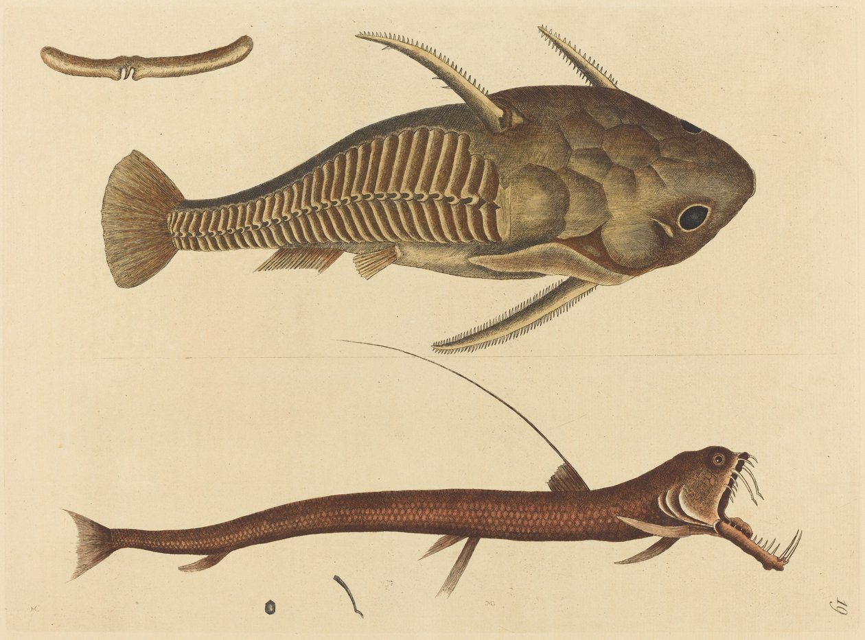 A Viper-mouth Silurus cataphractus, megjelent 1731-1743. alkotó: Mark Catesby