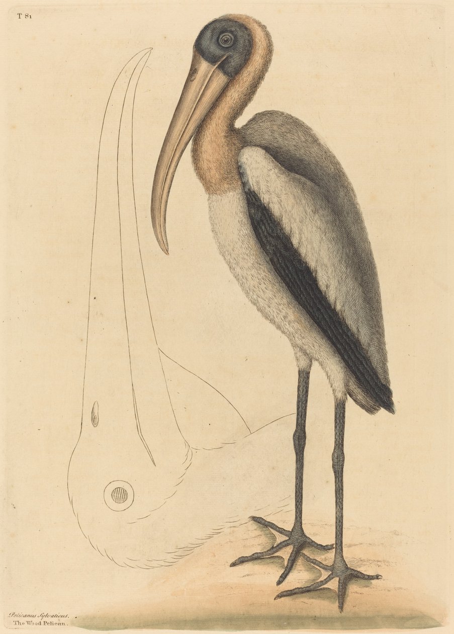 The Wood Pelican Tantalus Loculator, 1731-1743. alkotó: Mark Catesby