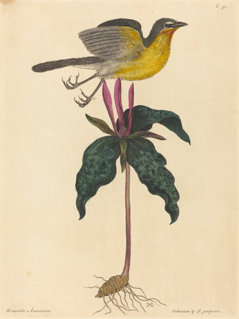A sárgamellű chat alkotó: Mark Catesby