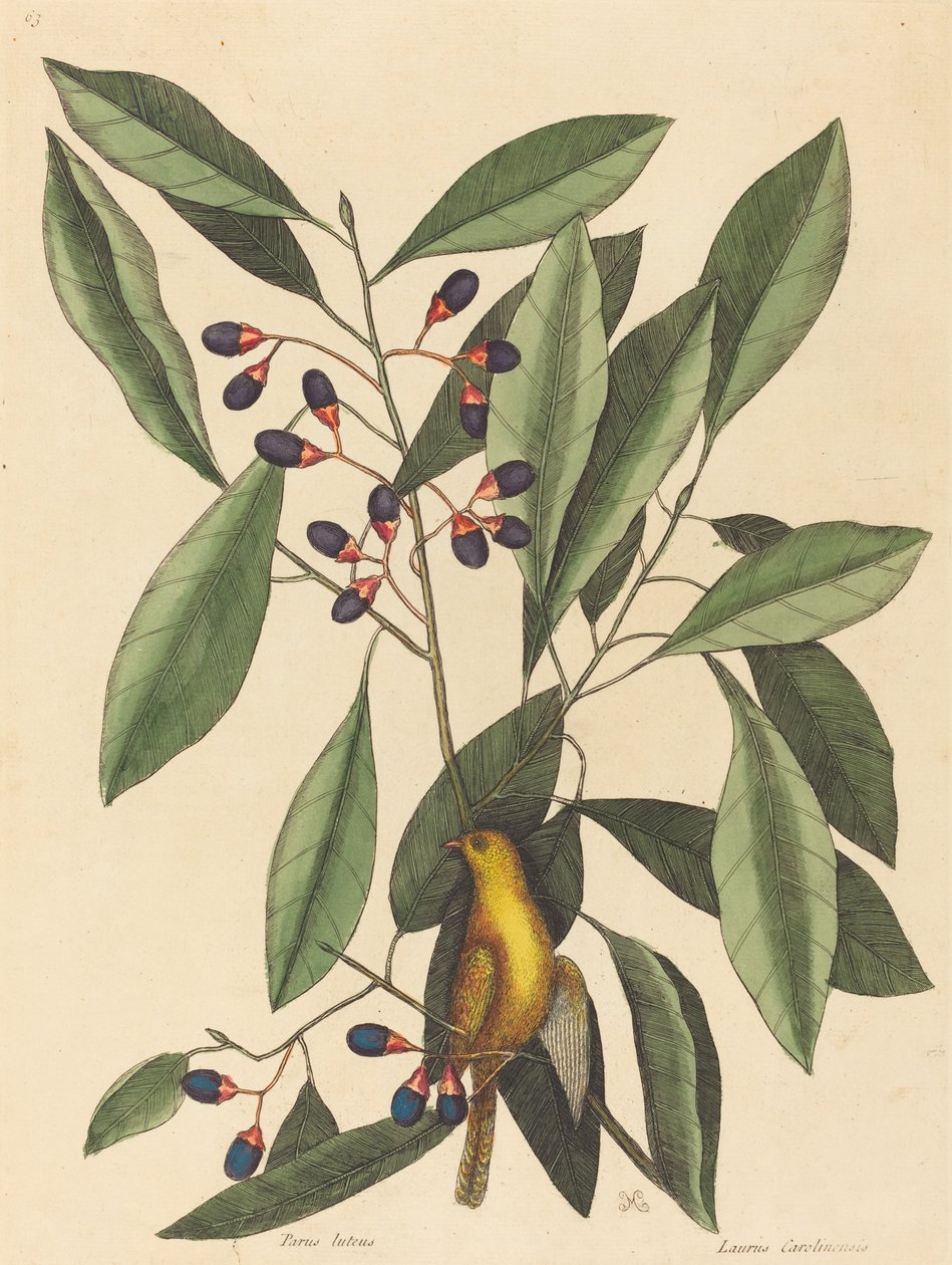 A sárgacinege Motacilla trochilus 1754-ben jelent meg. alkotó: Mark Catesby