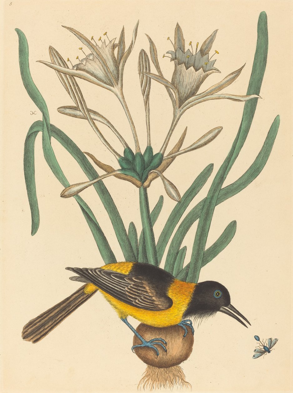The Yellow and Black Pye Oriolus Icterus, megjelent 1731-1743. alkotó: Mark Catesby